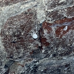 Engyodontium aranearum