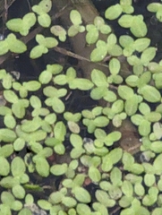 Lemna aequinoctialis