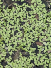 Lemna aequinoctialis