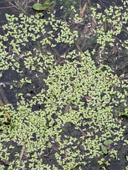 Lemna aequinoctialis