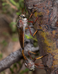 Colepia rufiventris