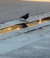 Corvus brachyrhynchos