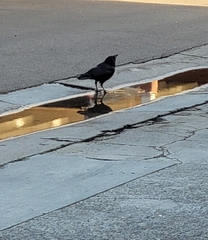 Corvus brachyrhynchos
