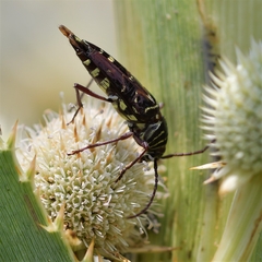 Megacyllene acuta
