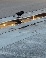 Corvus brachyrhynchos