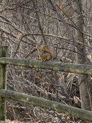 Sciurus niger