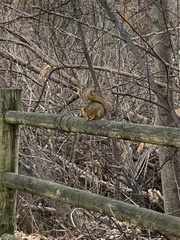 Sciurus niger