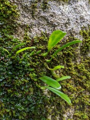Bulbophyllum