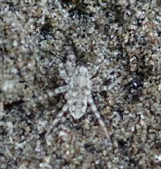 Anoteropsis litoralis