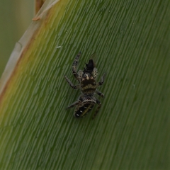 Dendryphantes mordax