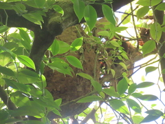 Peperomia macrostachyos