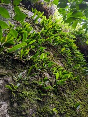 Bulbophyllum
