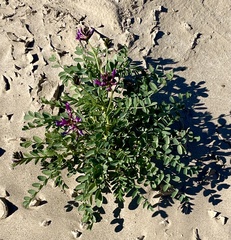 Astragalus crotalariae