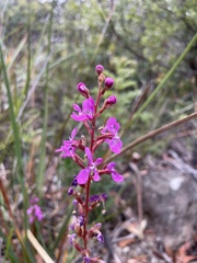 Stylidium