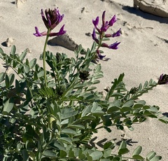 Astragalus crotalariae