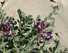 Astragalus crotalariae