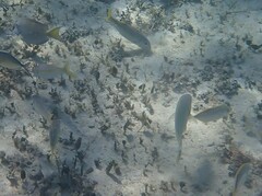 Mulloidichthys martinicus