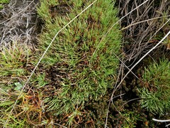 Oreobolus pectinatus