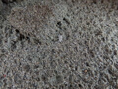 Anoteropsis litoralis