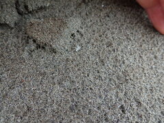 Anoteropsis litoralis