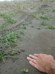 Anoteropsis litoralis