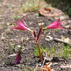 Zephyranthes bifida
