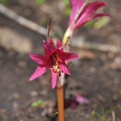 Zephyranthes bifida