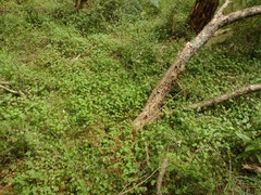 Hydrocotyle hirta