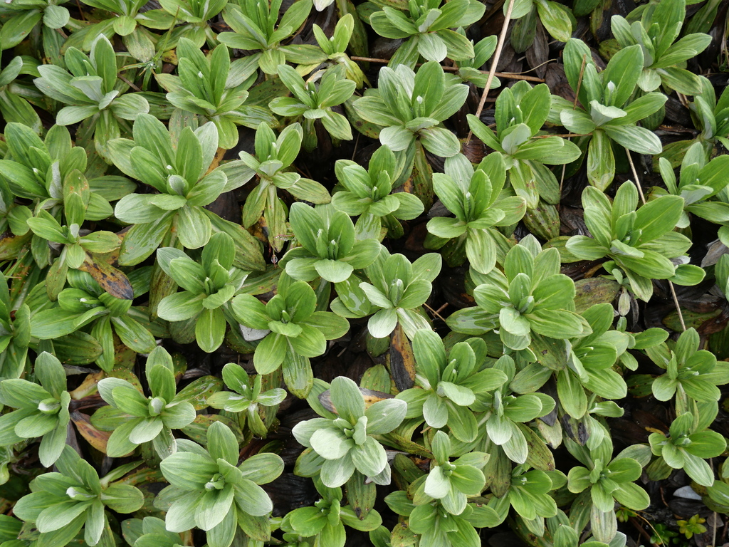 White Mountain Daisy from Manawatu District, Manawatu-Wanganui, New ...