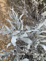 Eriodictyon tomentosum