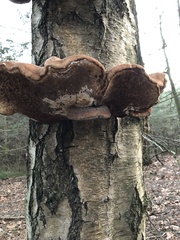 Fomitopsis betulina