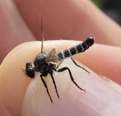 Cyrtopogon beameri