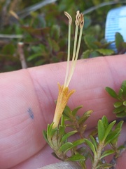 Coprosma perpusilla perpusilla