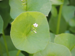 Claytonia perfoliata