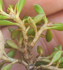 Coprosma perpusilla perpusilla
