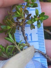Coprosma perpusilla perpusilla