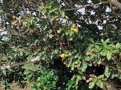 Ficus caulocarpa