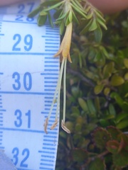 Coprosma perpusilla perpusilla