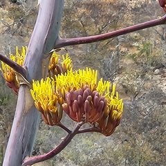 Agave aurea