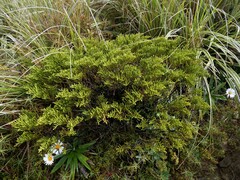 Veronica tetragona subsimilis