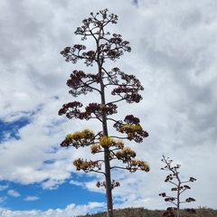 Agave aurea