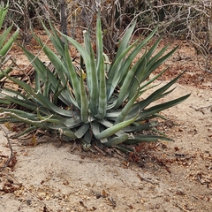 Agave aurea