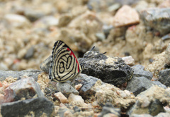 Diaethria candrena