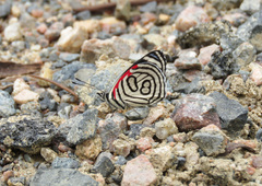 Diaethria candrena