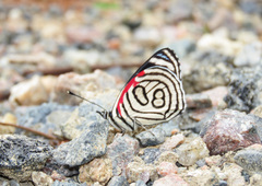 Diaethria candrena