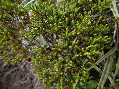 Veronica odora × tetragona