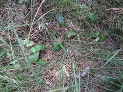Lobelia anceps