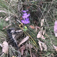 Thysanotus tuberosus