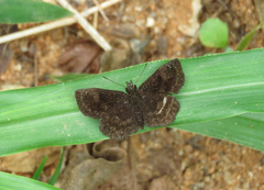 Carcharodini