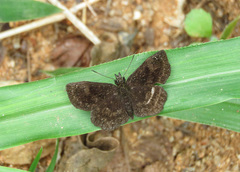 Carcharodini
